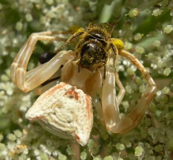 Thomisus onustus